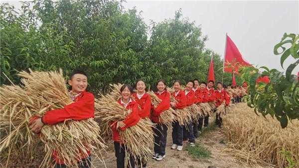  河南麥?zhǔn)招聢D景丨駐馬店這位校長帶領(lǐng)學(xué)生用鐮刀割麥