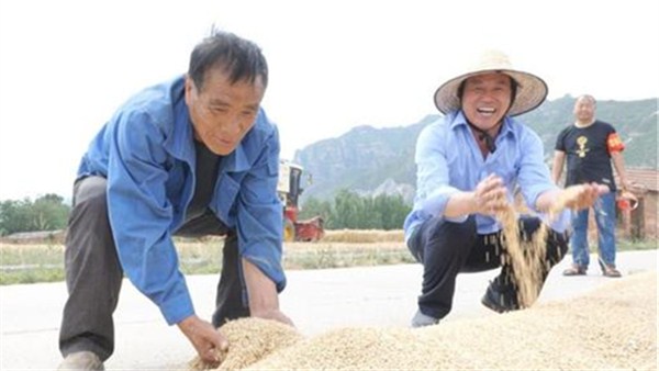 河南麥?zhǔn)招聢D景 丨河南沁陽：“三夏第一鐮”開鐮